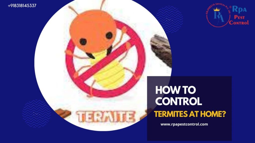 How to Control Termites at Home?