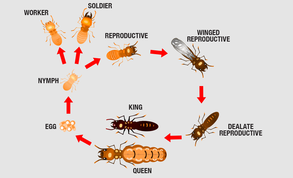 Termite Treatment – How To Get Rid Of Termites?