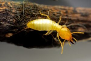 Effective Termite Control Methods: Safeguarding Your Property