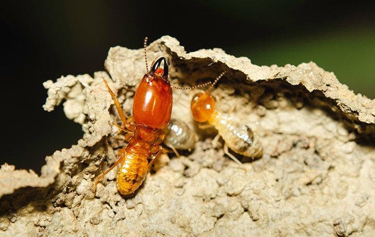 Pest Control