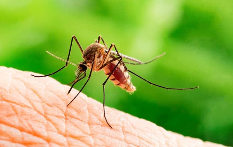 How to Control Mosquitoes in Dengue: A Comprehensive Guide?