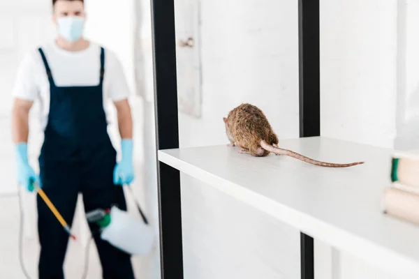 Rat & Rodents Control Services